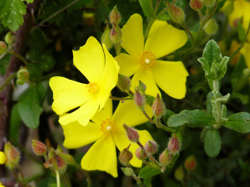 Halimium alyssoides photo